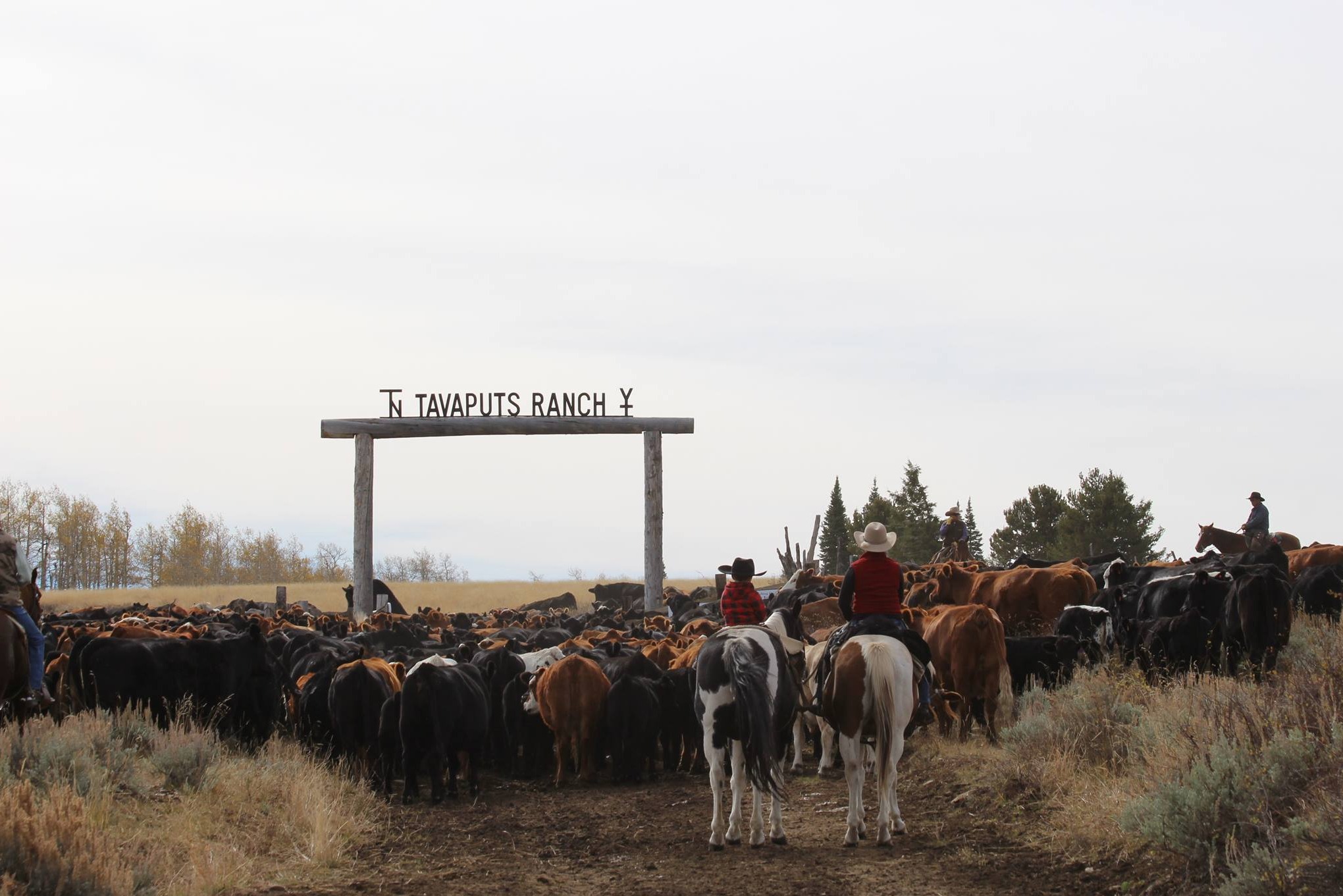 cattle rancher